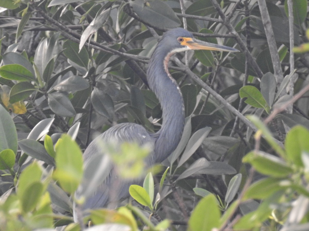 Tricolored Heron - Sean HH