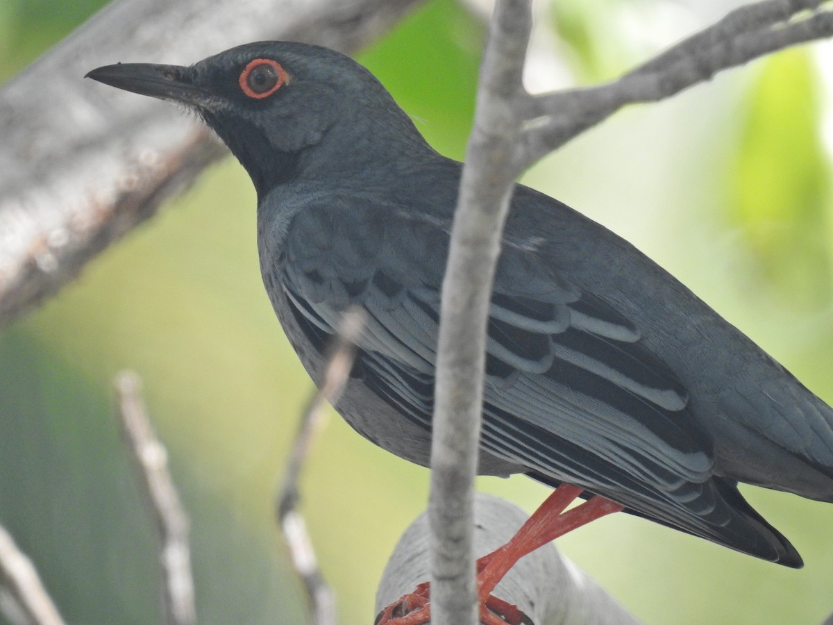 Red-legged Thrush - ML522426111