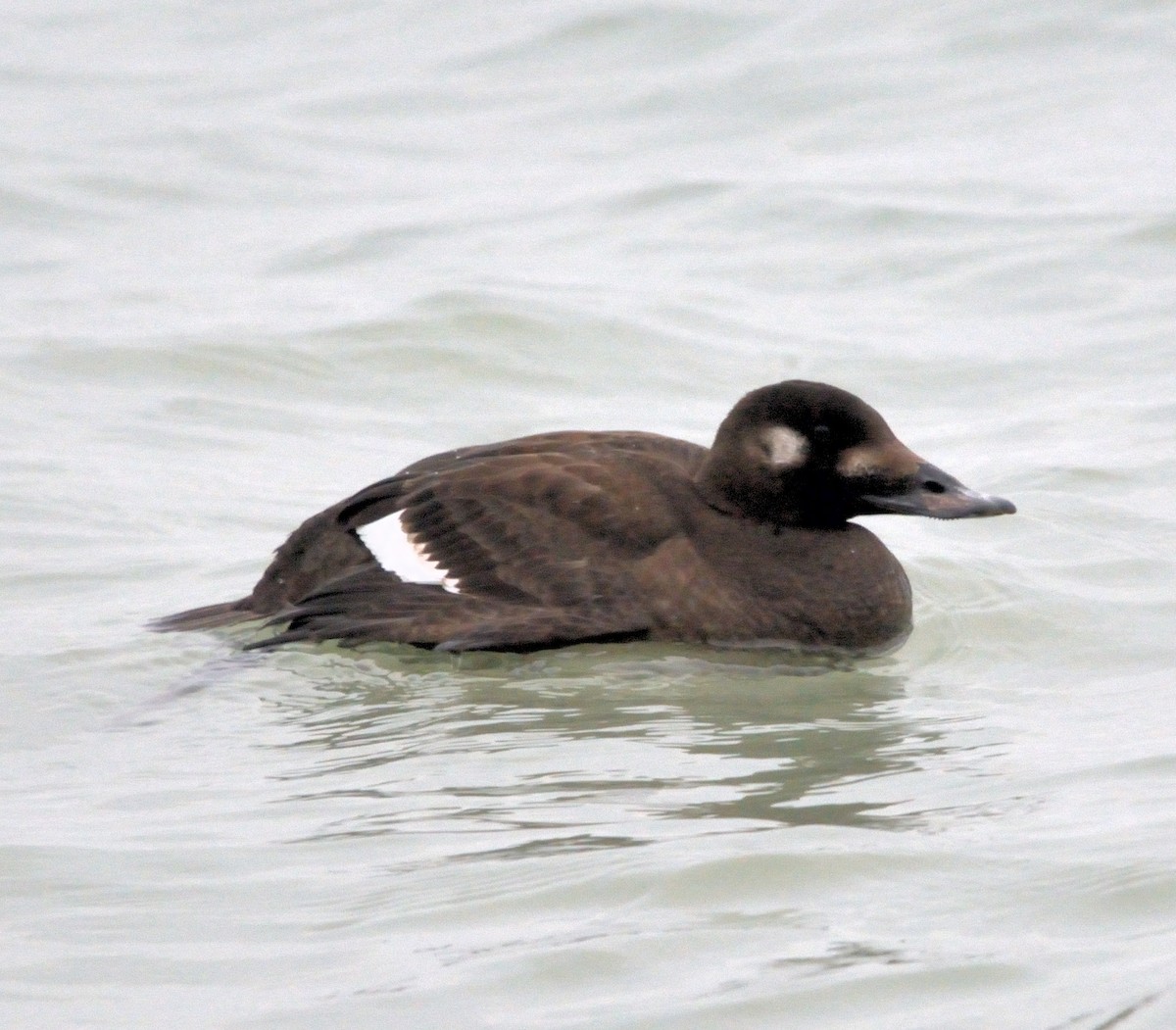 White-winged Scoter - ML522426601