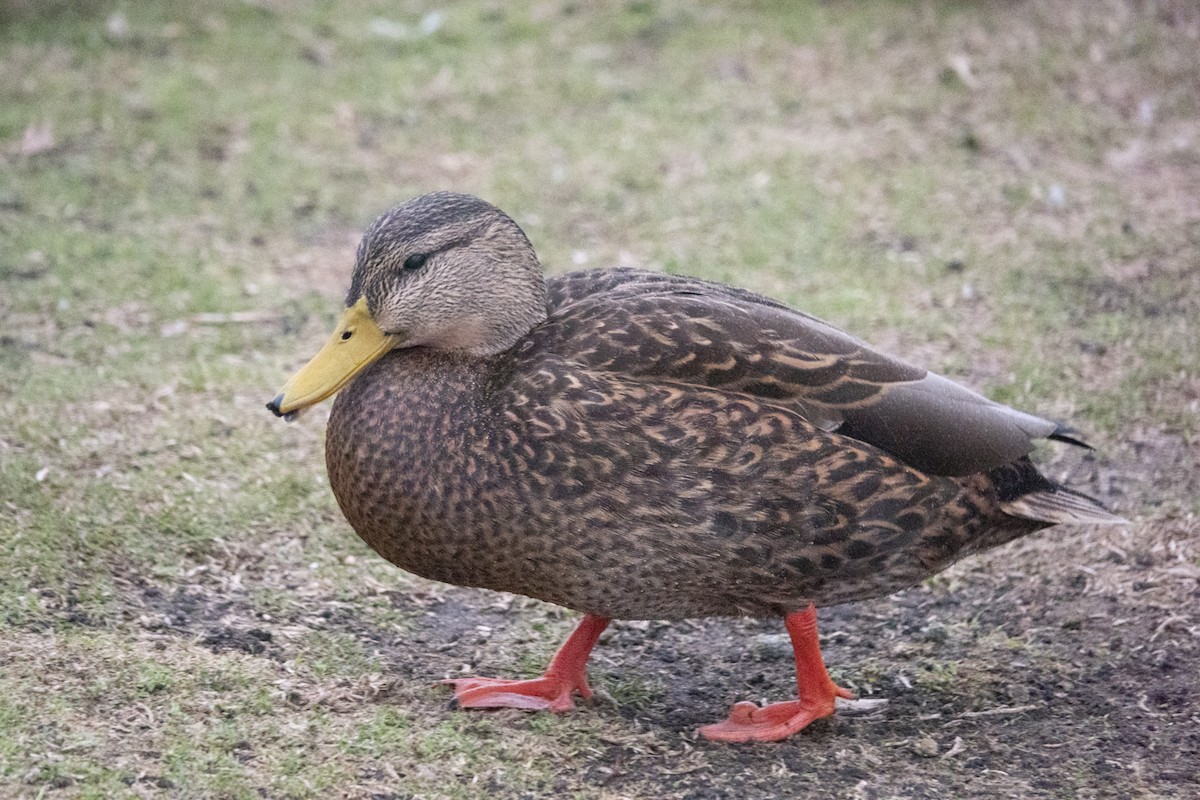 Mexican Duck - ML522427241