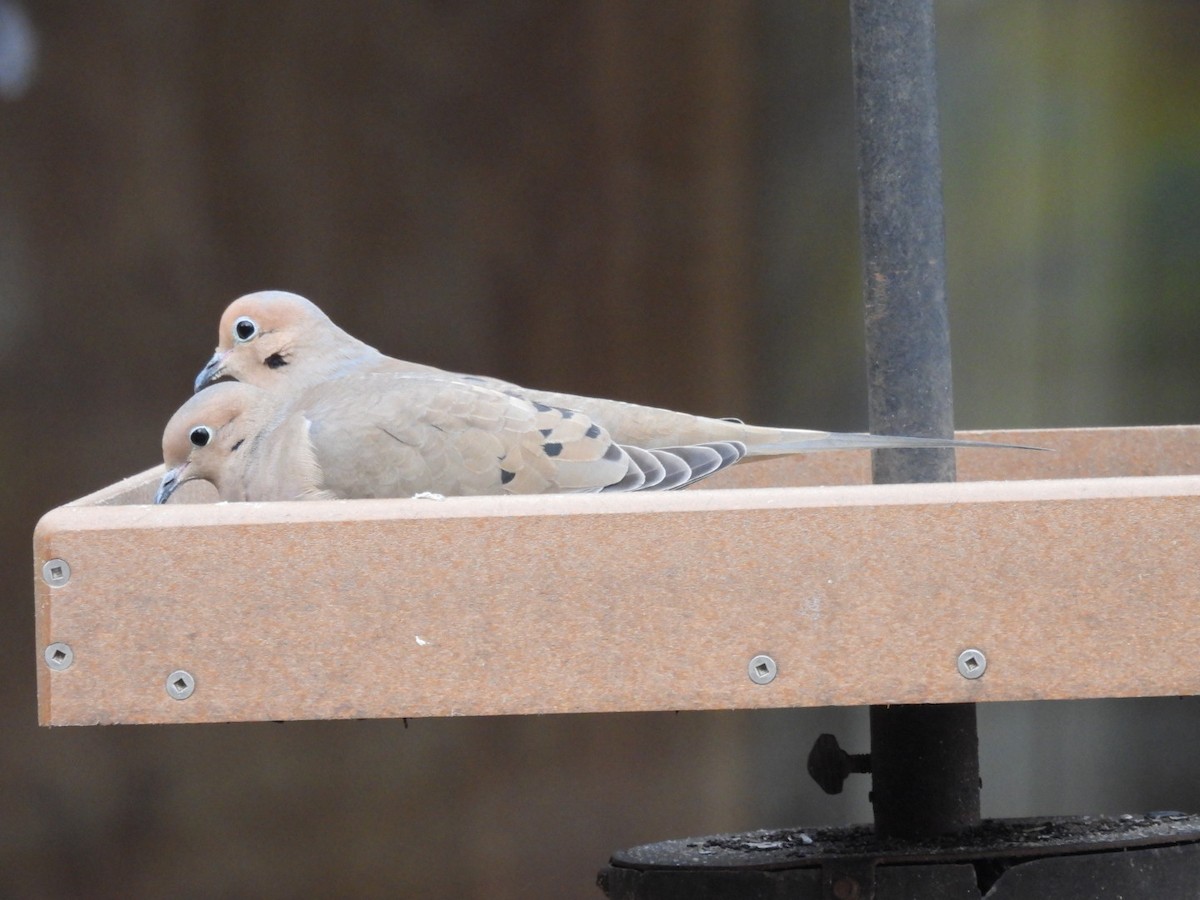 Mourning Dove - ML522430231