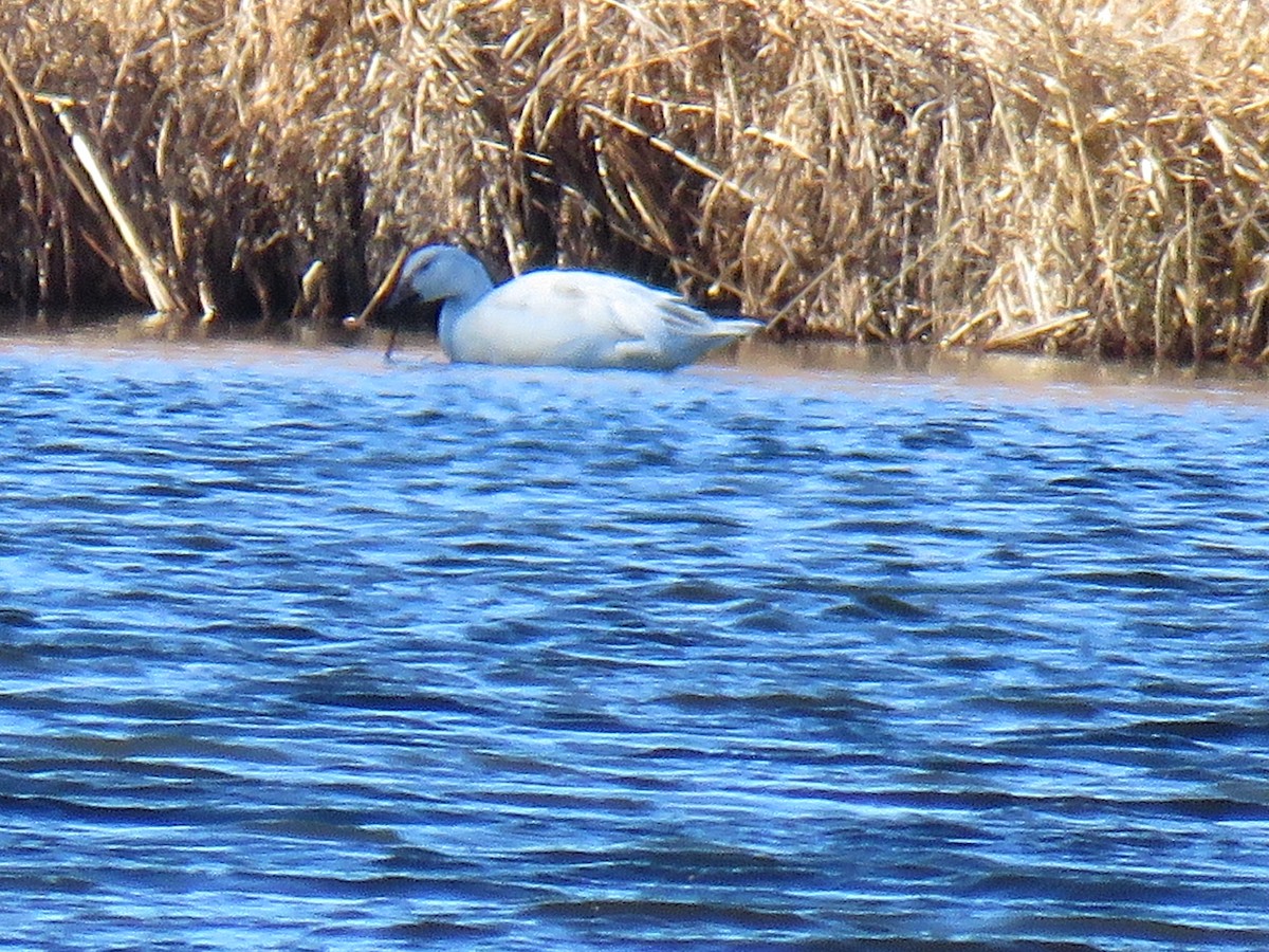 Snow Goose - ML522430801