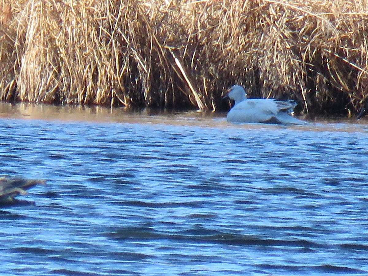 Snow Goose - ML522430971