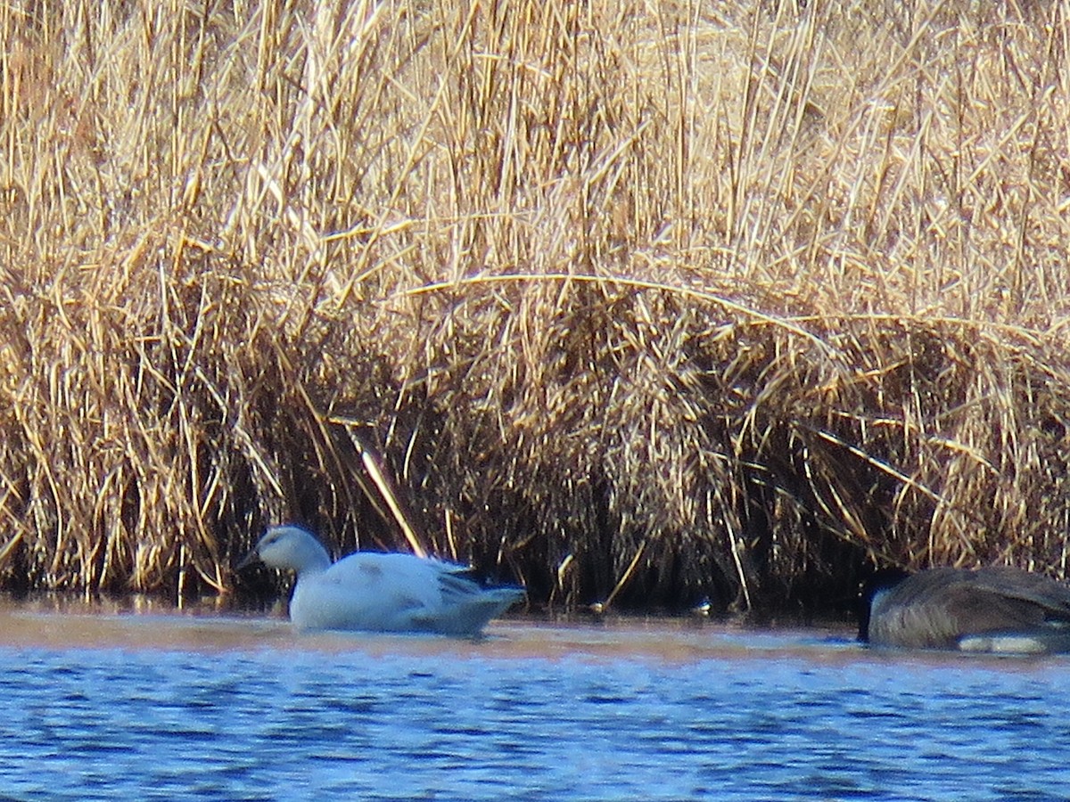 Snow Goose - ML522431051