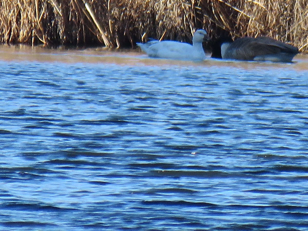 Snow Goose - ML522431121