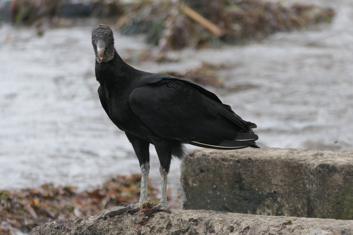 Black Vulture - ML522431251