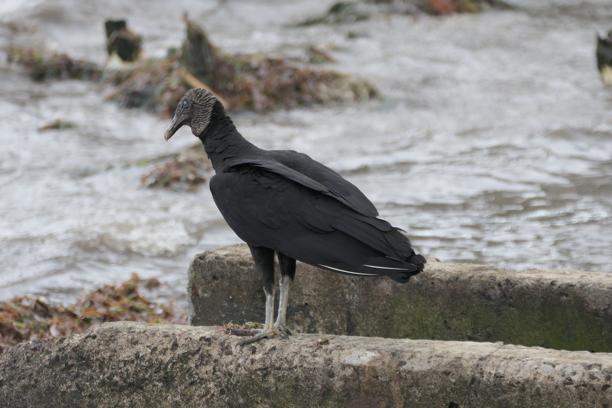 Black Vulture - ML522431311