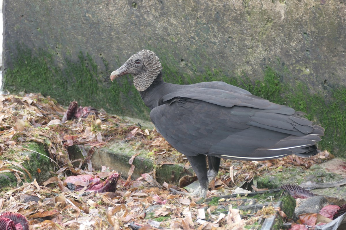 Black Vulture - Kenrith Carter