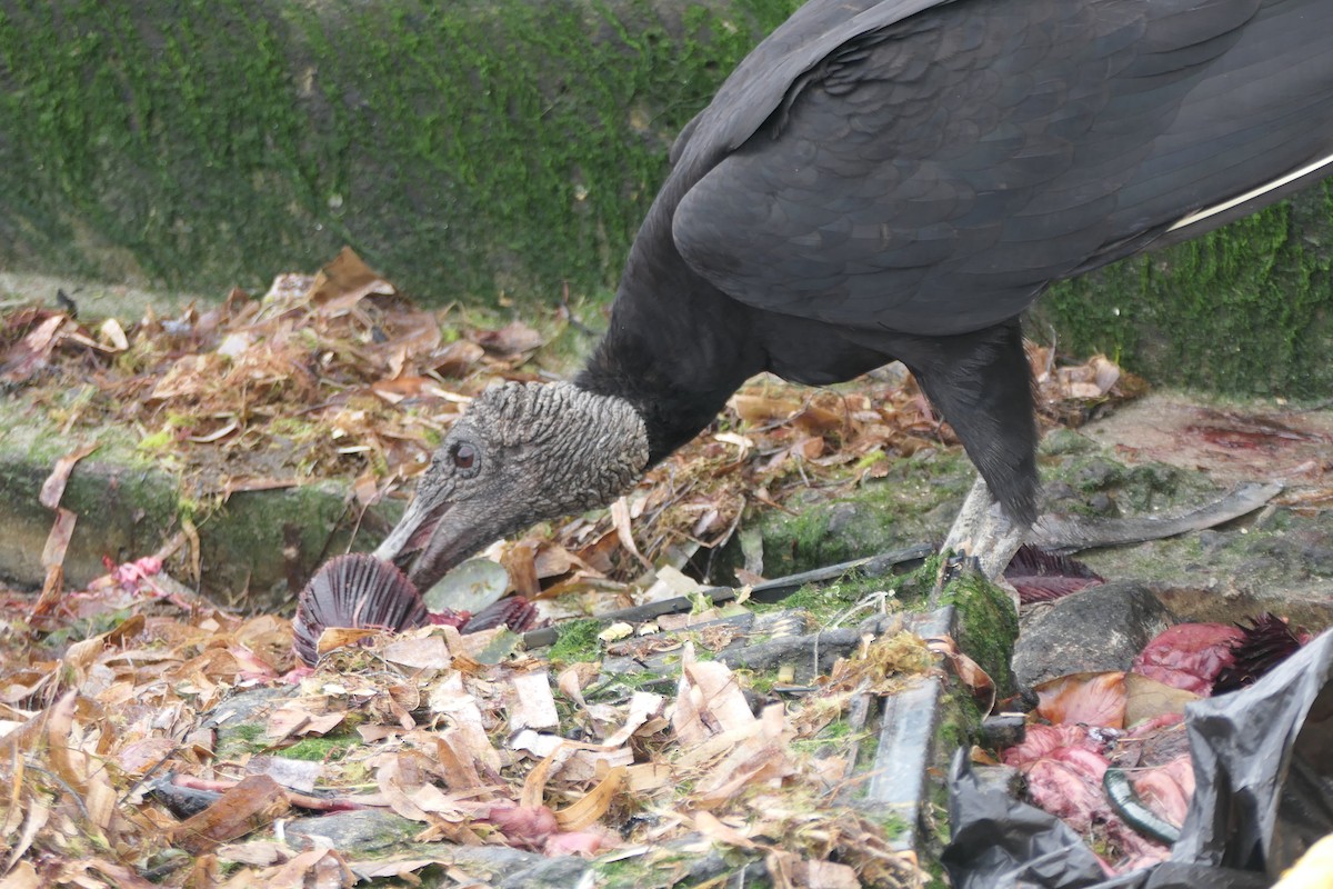 Black Vulture - ML522431331