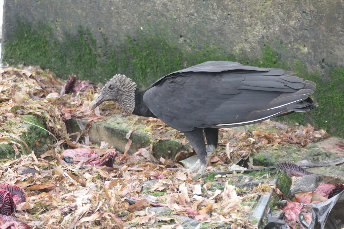 Black Vulture - Kenrith Carter