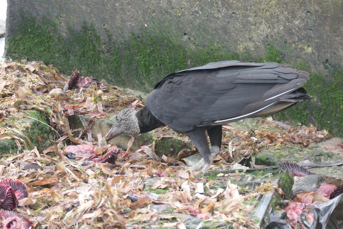 Black Vulture - Kenrith Carter