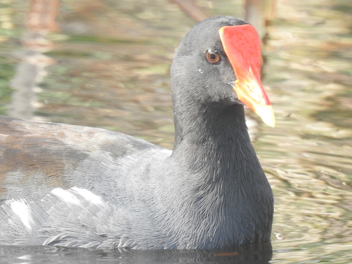 Gallinule d'Amérique - ML522431791