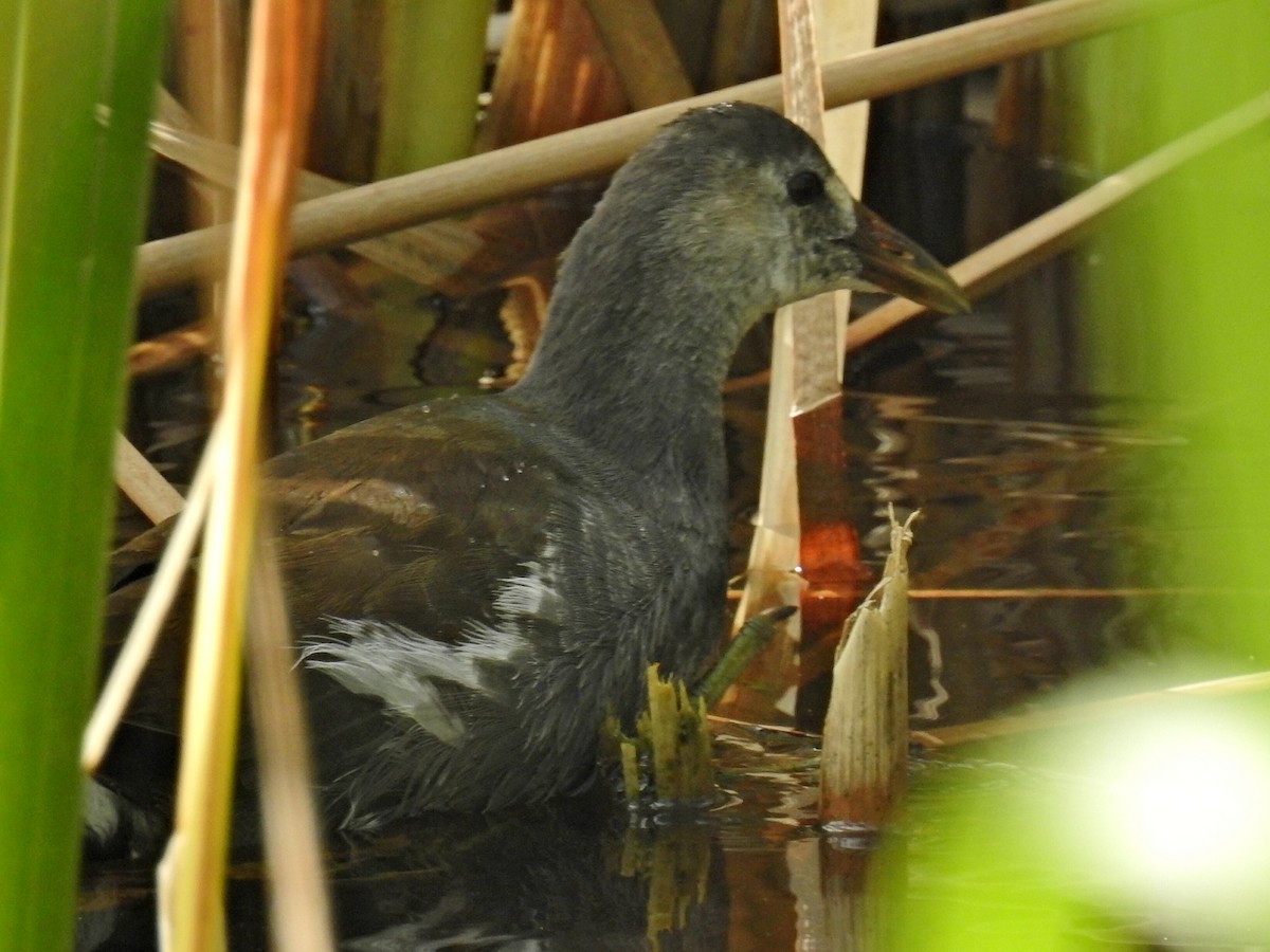 Gallinule d'Amérique - ML522431871