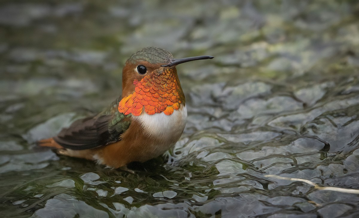 Allen's Hummingbird - ML522432681