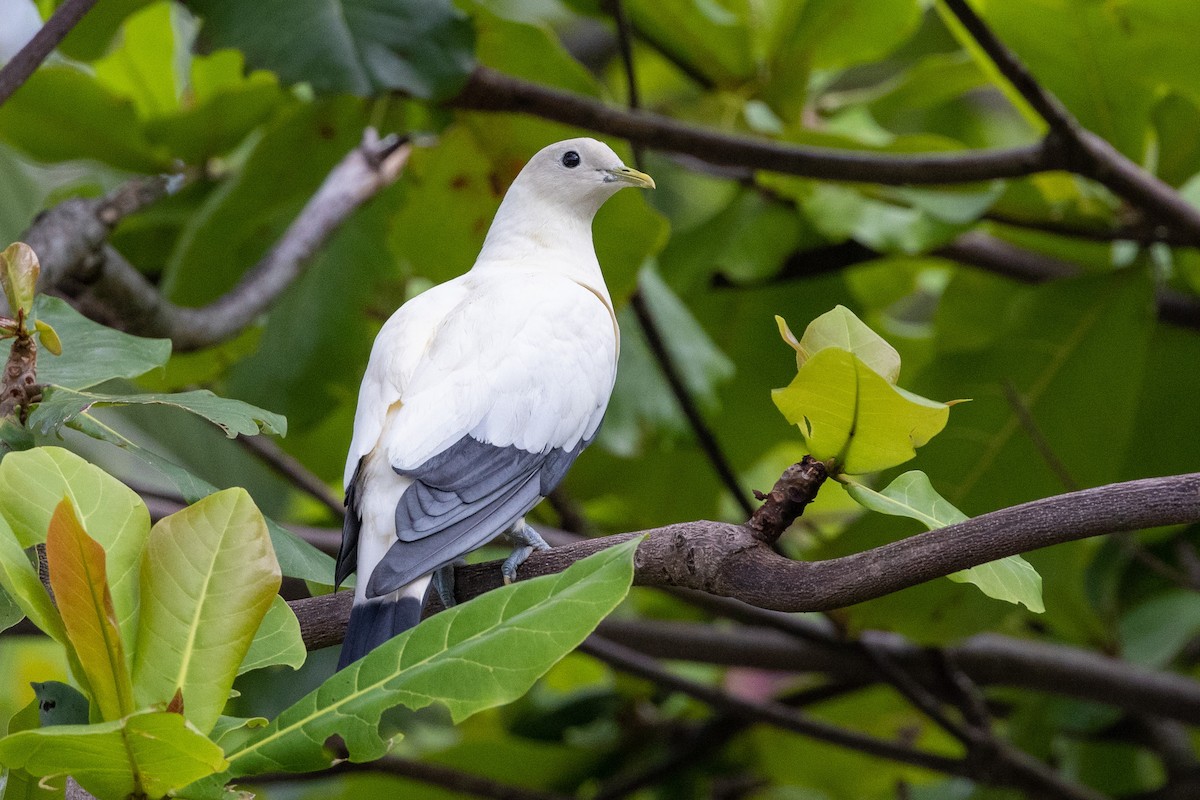 Torresian Imperial-Pigeon - Richard and Margaret Alcorn