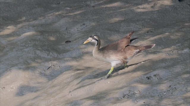 Masked Finfoot - ML522434311