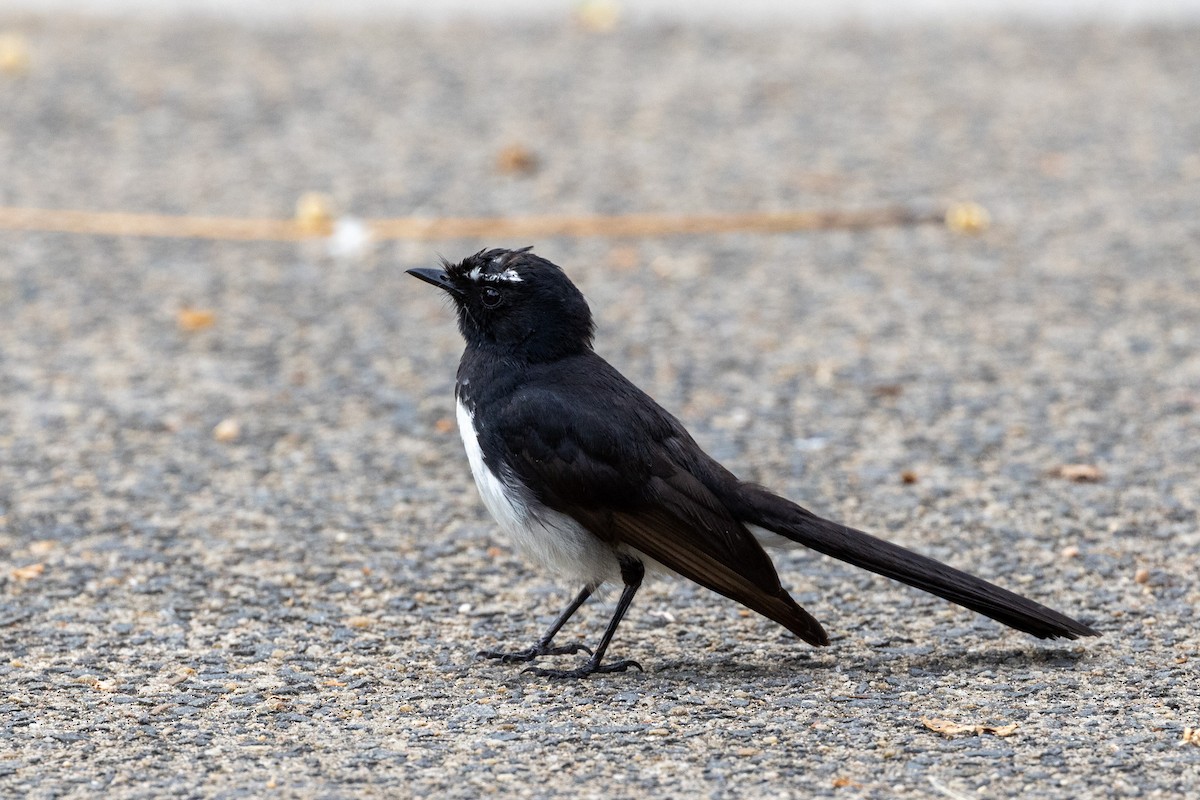 Willie-wagtail - Richard and Margaret Alcorn