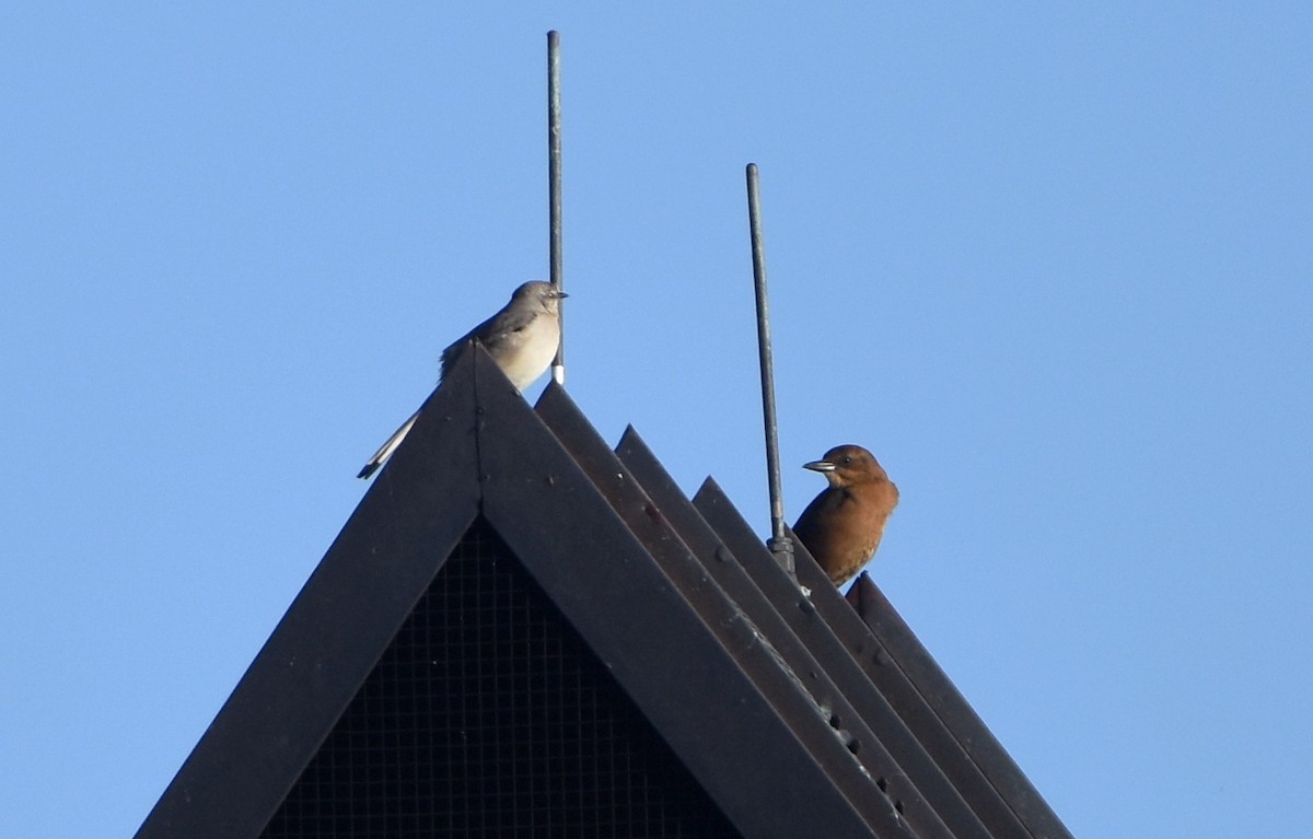 Northern Mockingbird - ML522435011