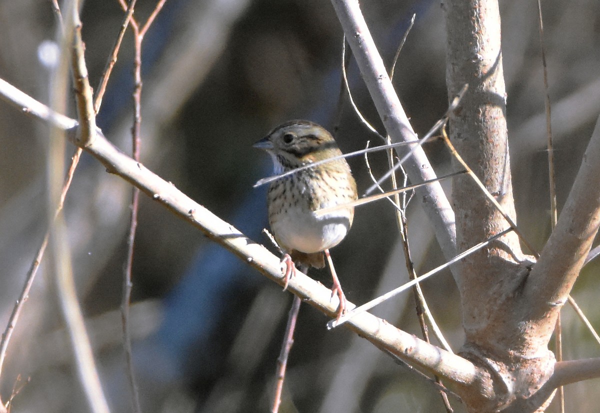 Lincoln's Sparrow - Erik Johnson