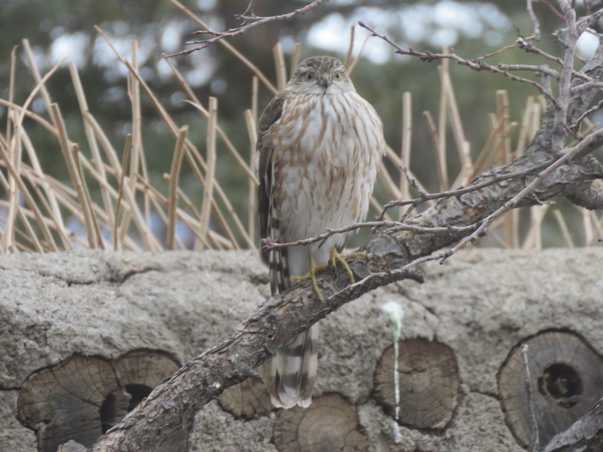 Sharp-shinned Hawk - ML522435161