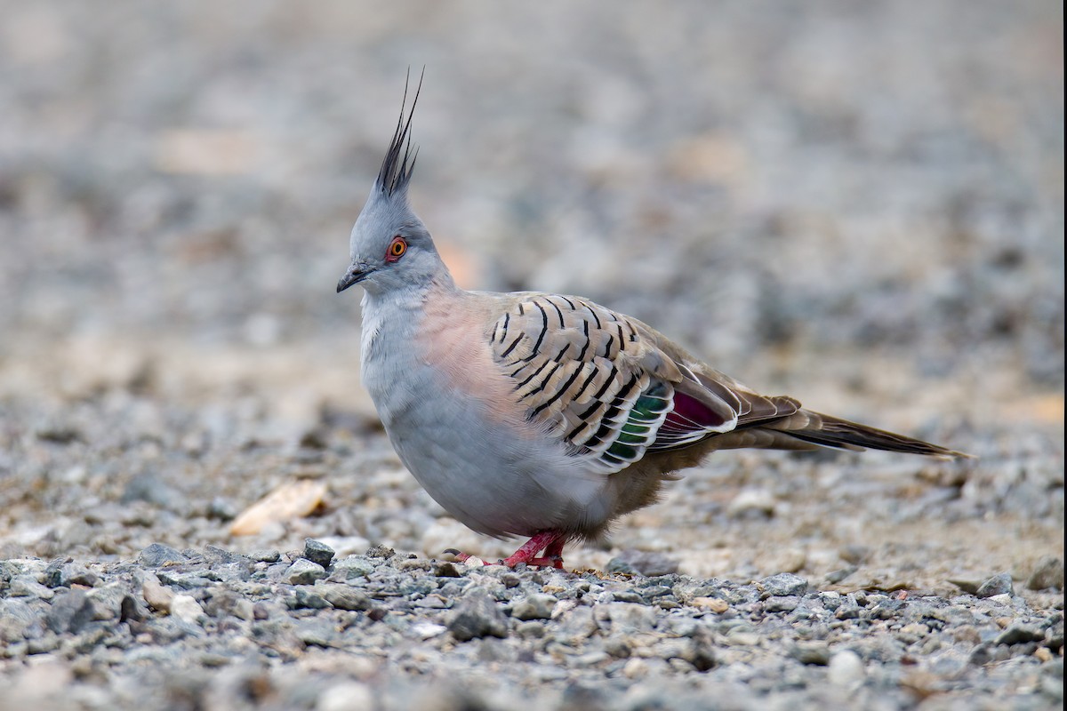 Crested Pigeon - ML522435321