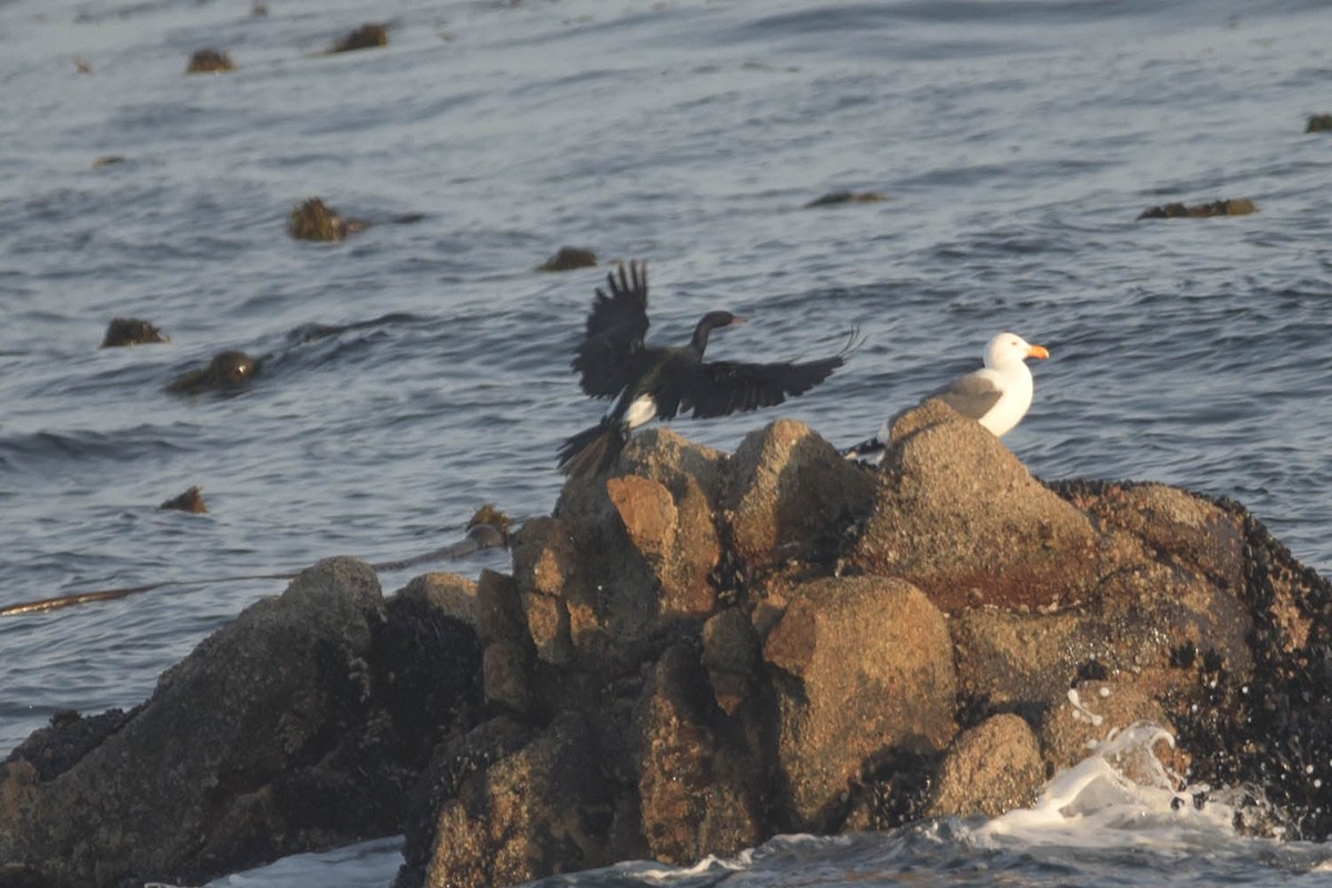 Cormorán Pelágico - ML522436851