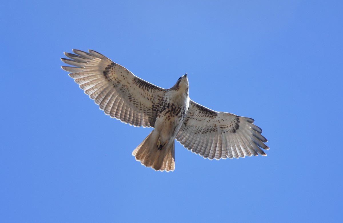 Red-tailed Hawk - Erik Johnson