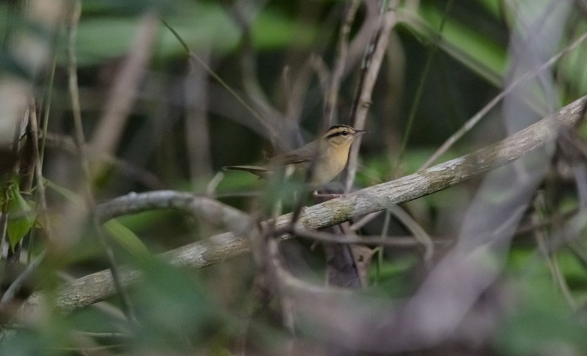 Worm-eating Warbler - Rolando Tomas Pasos Pérez