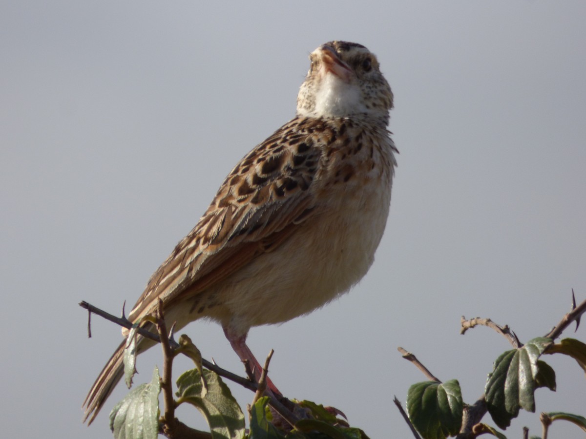 Rufous-naped Lark - ML52243991