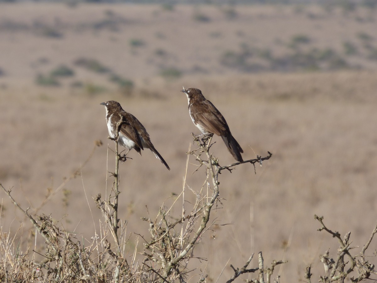 Northern Pied-Babbler - ML52244021