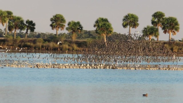 Dunlin - ML522440471