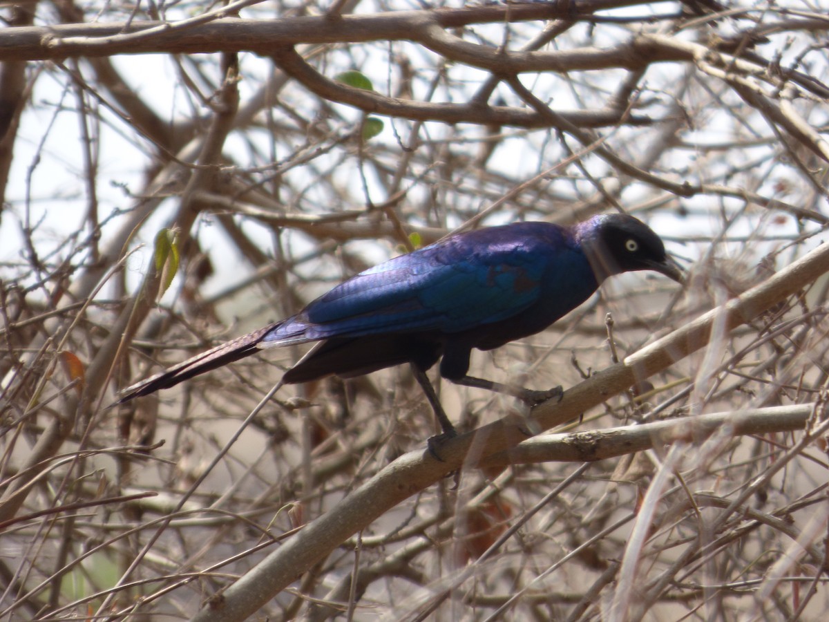 Rüppell's Starling - ML52244121