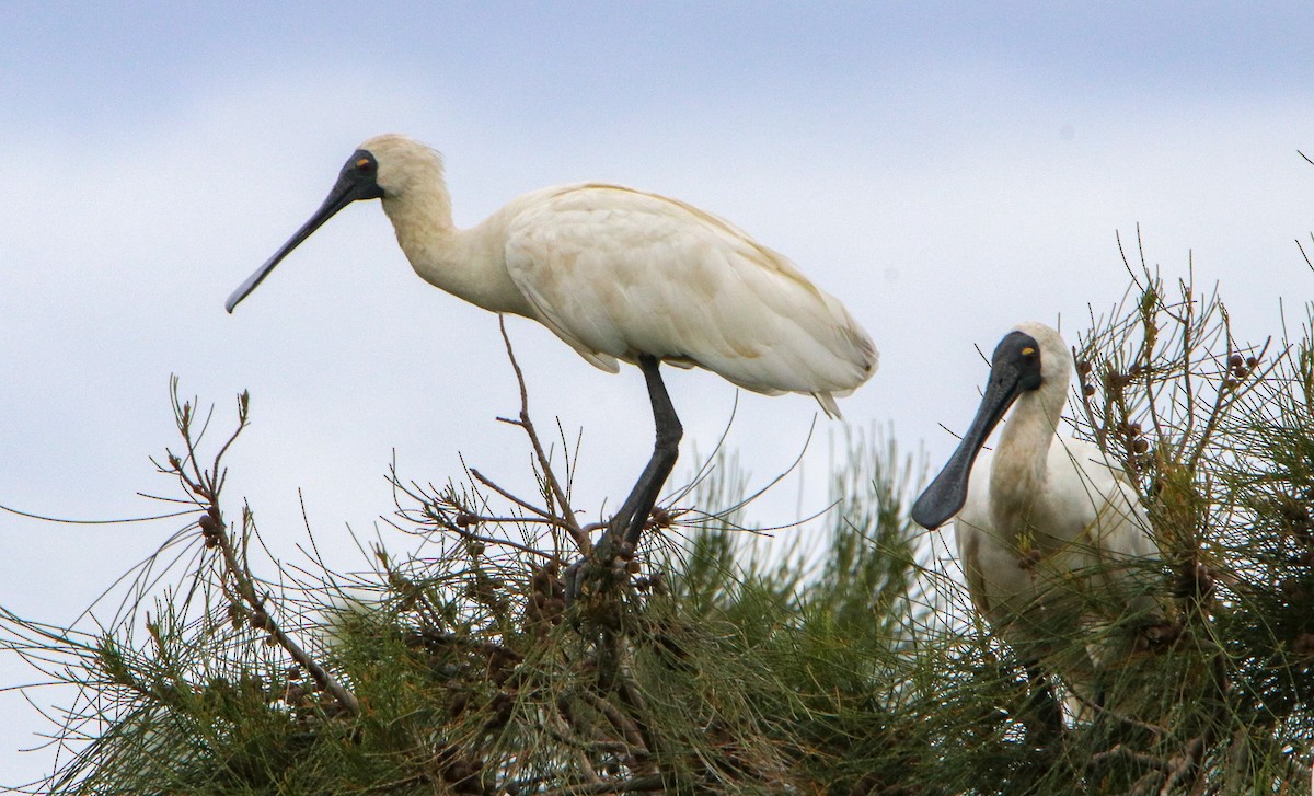 Royal Spoonbill - ML522441261