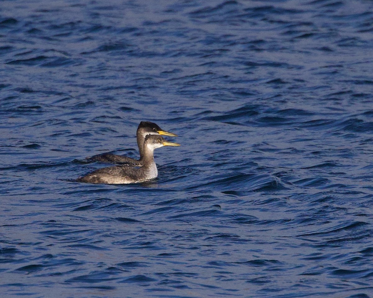 Red-necked Grebe - Darlene J McNeil