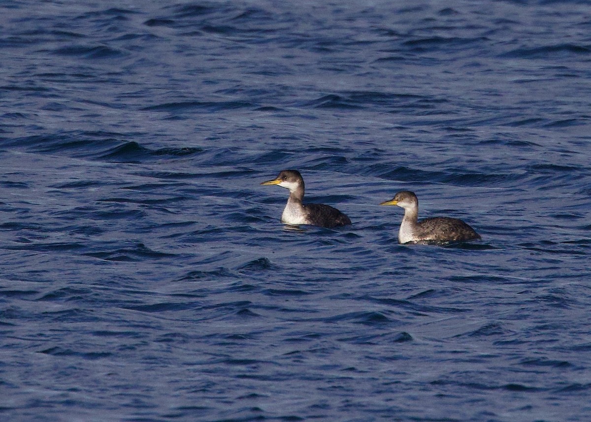 Red-necked Grebe - Darlene J McNeil