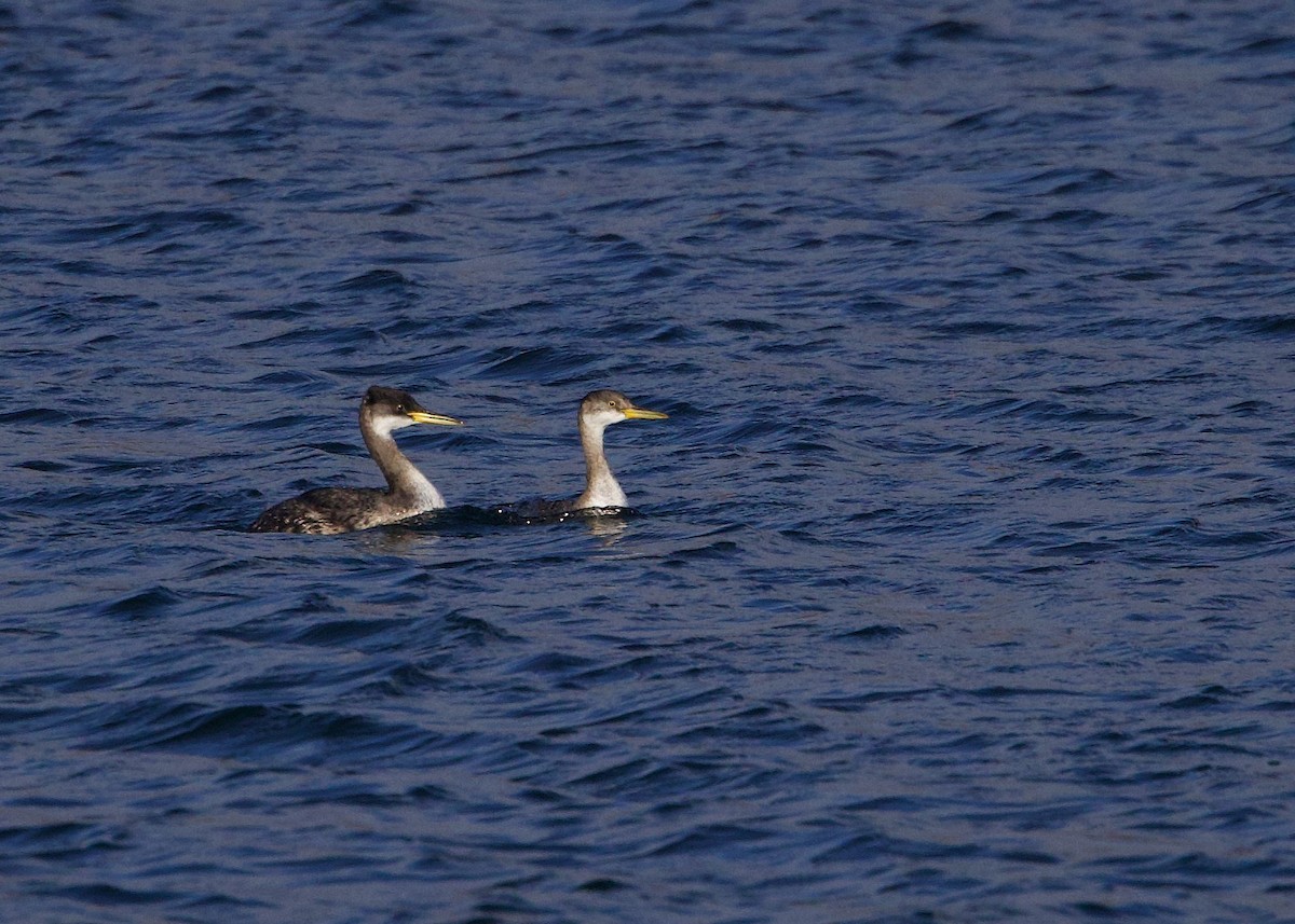 Red-necked Grebe - ML522442071