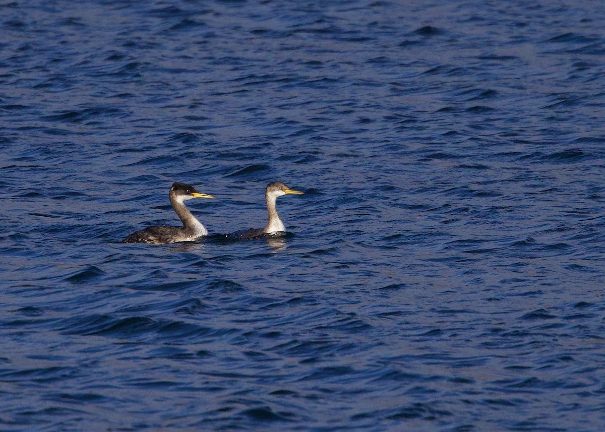 Буурал шунгуур - ML522442081