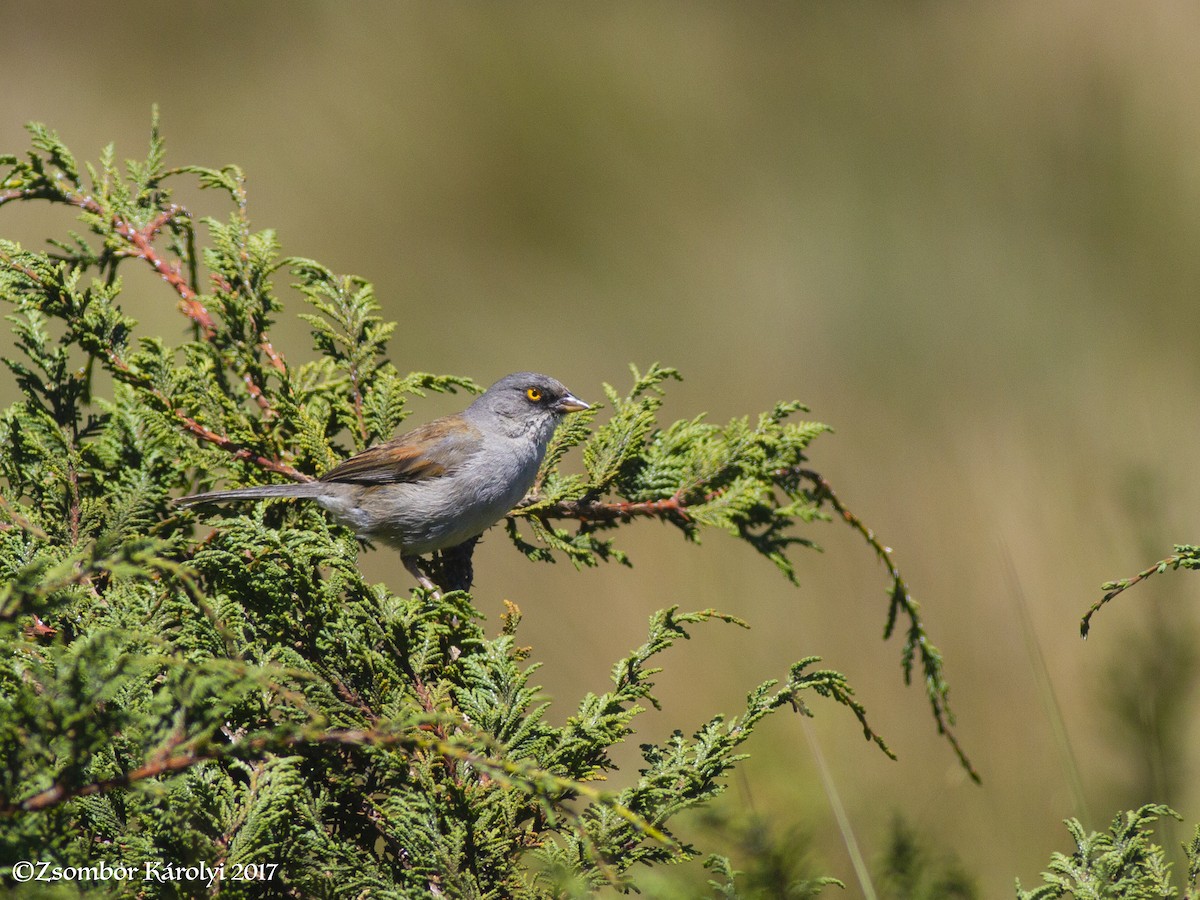 Yellow-eyed Junco - ML522442421