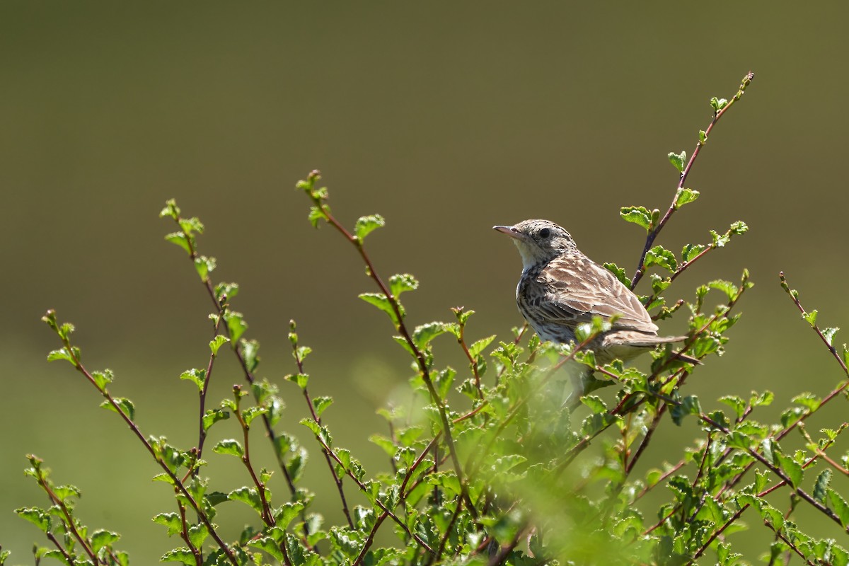 Hellmayr's Pipit - ML522442451