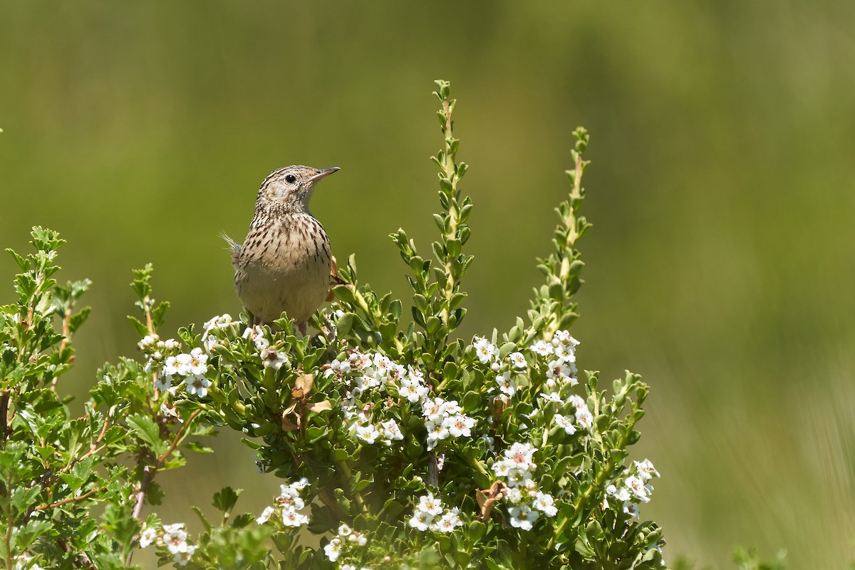 Hellmayr's Pipit - ML522442521