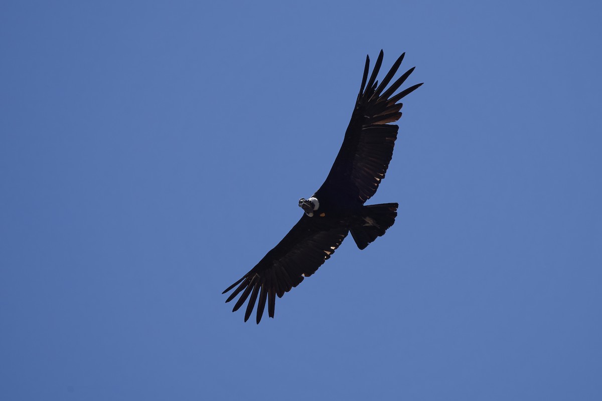 Andean Condor - Hederd Torres García