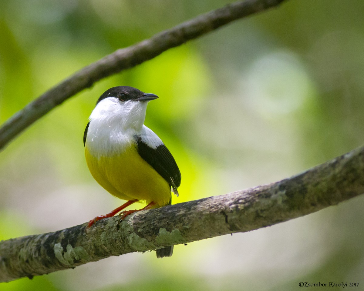 White-collared Manakin - ML522443181