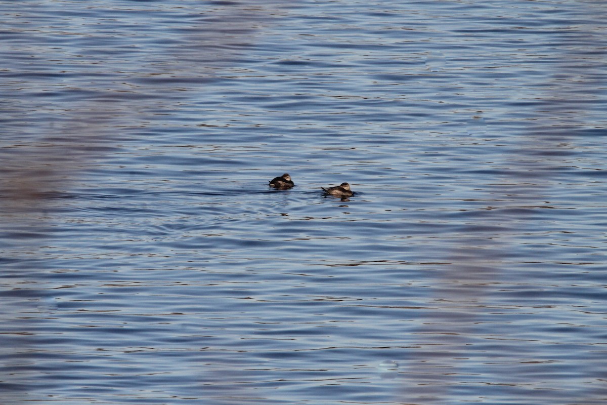 Ruddy Duck - Alan Dupuis