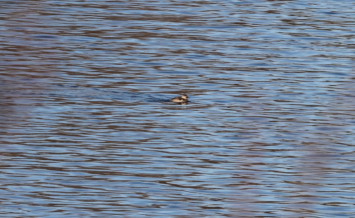 Ruddy Duck - ML522443731