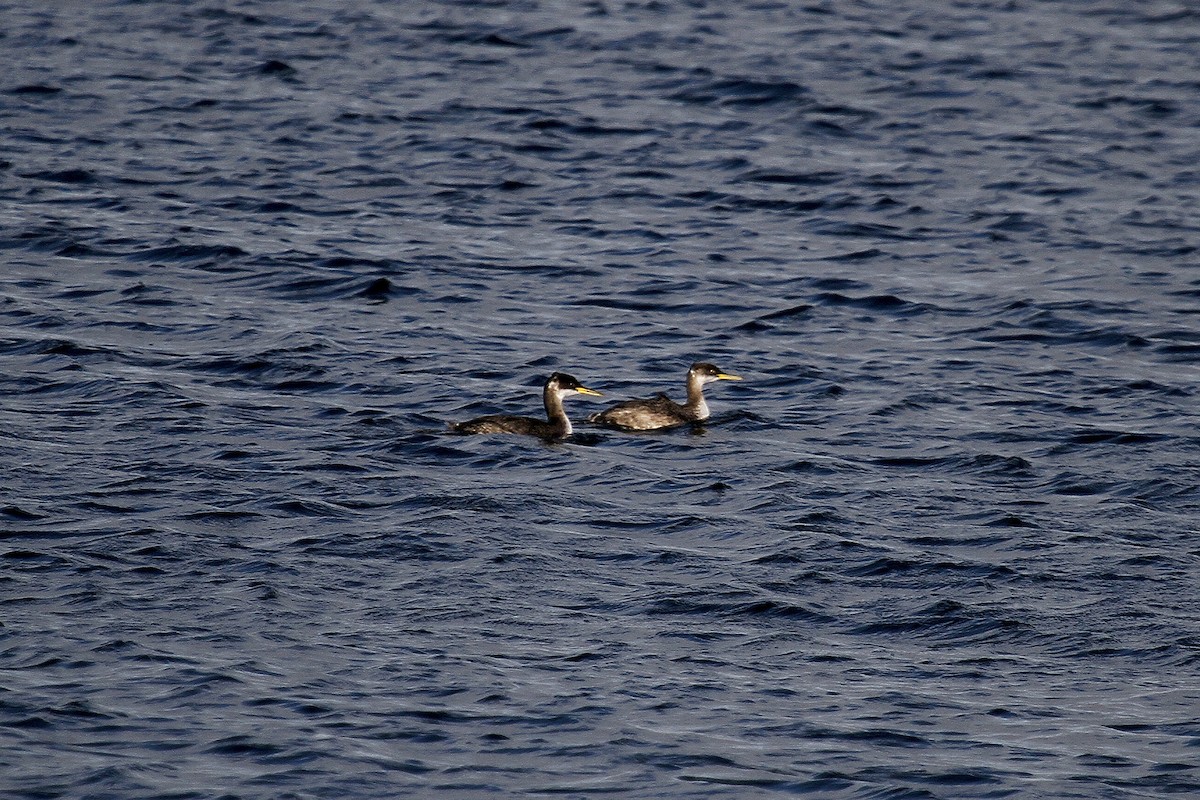 Буурал шунгуур - ML522446091