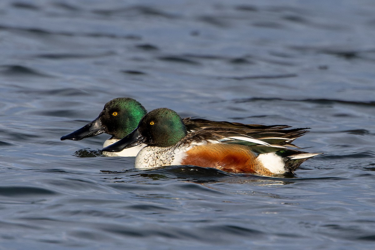 Northern Shoveler - Peter Hamner