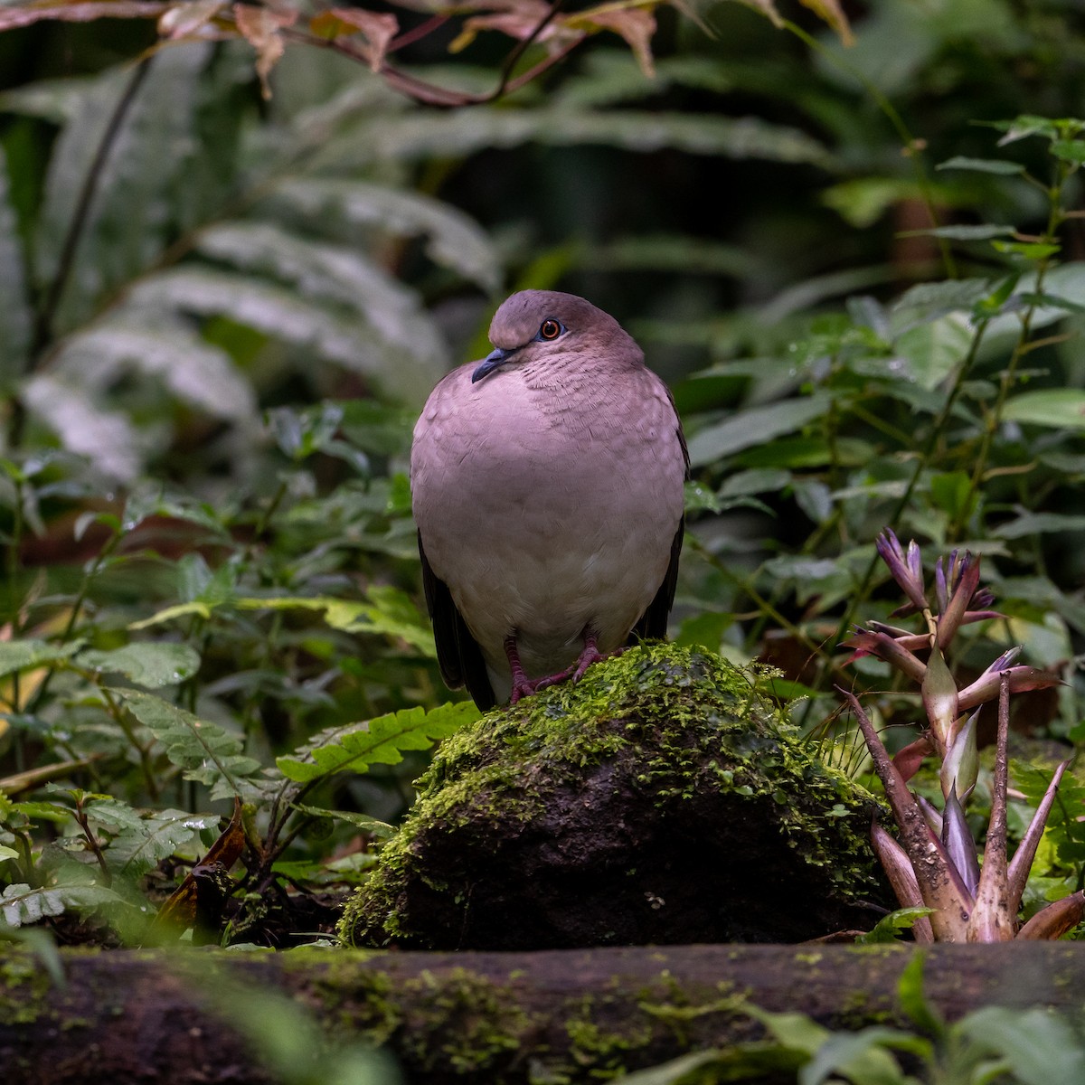 White-winged Dove - ML522447001