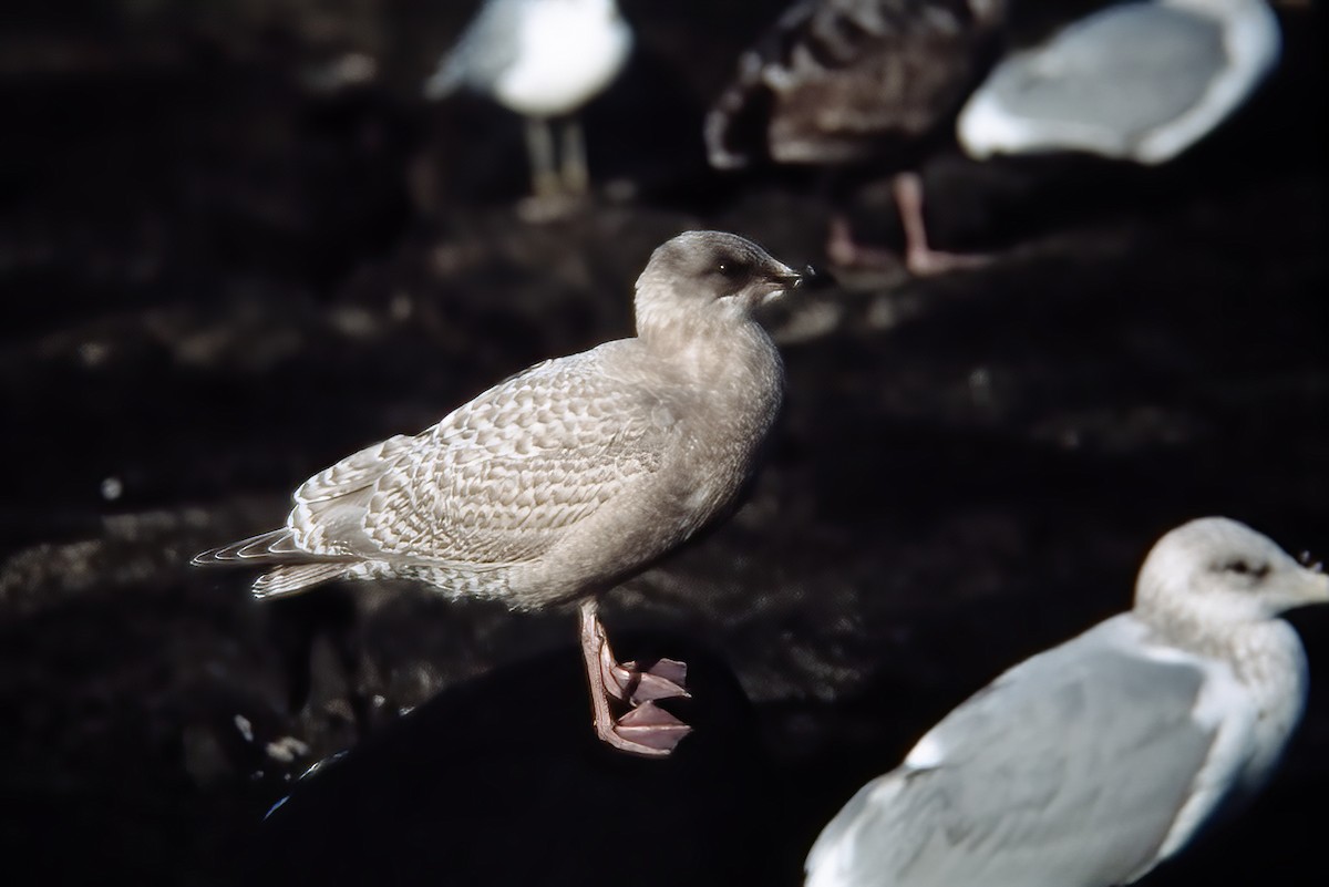 Iceland Gull - ML522447491