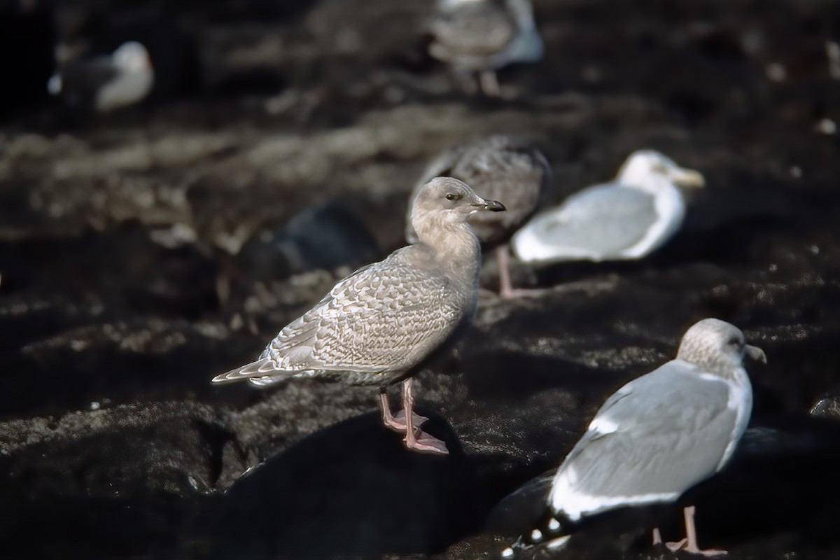 Iceland Gull - ML522447501