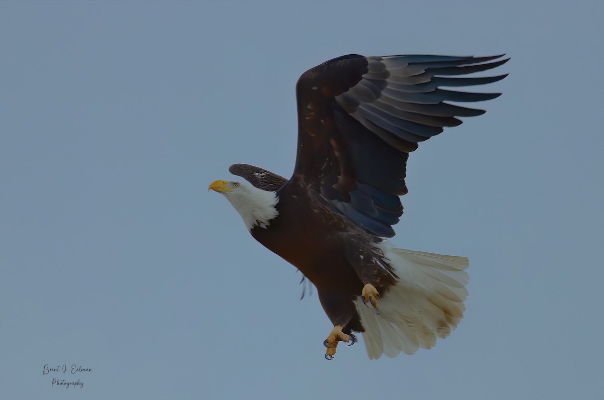 Weißkopf-Seeadler - ML522451051